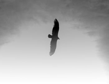 Low angle view of seagull flying against sky