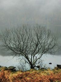 Bare tree on landscape against sky