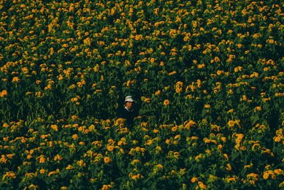 View of yellow flowering plants on field