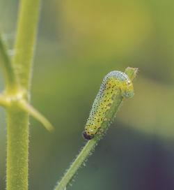 Close-up of insect on plant