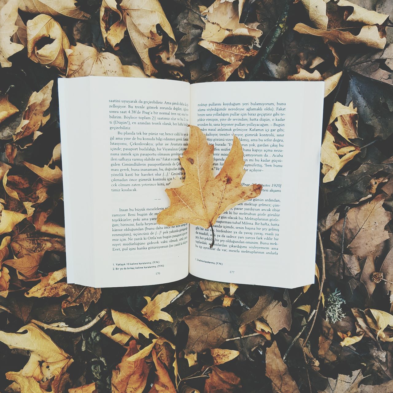 text, high angle view, paper, western script, communication, leaf, dry, close-up, still life, nature, message, no people, autumn, leaves, fragility, day, fallen, outdoors, book, handwriting