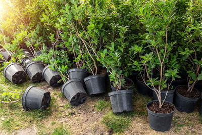 Close-up of plants