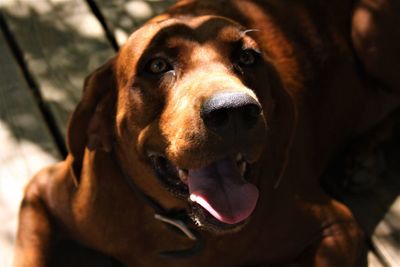 Close-up portrait of dog