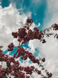 Low angle view of cherry blossoms against sky