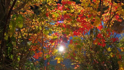 Sun shining through trees