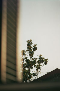 Close-up of flowering plant against wall