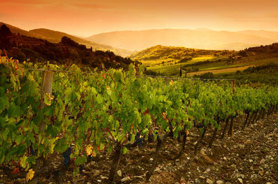 Scenic view of vineyard against sky during sunset