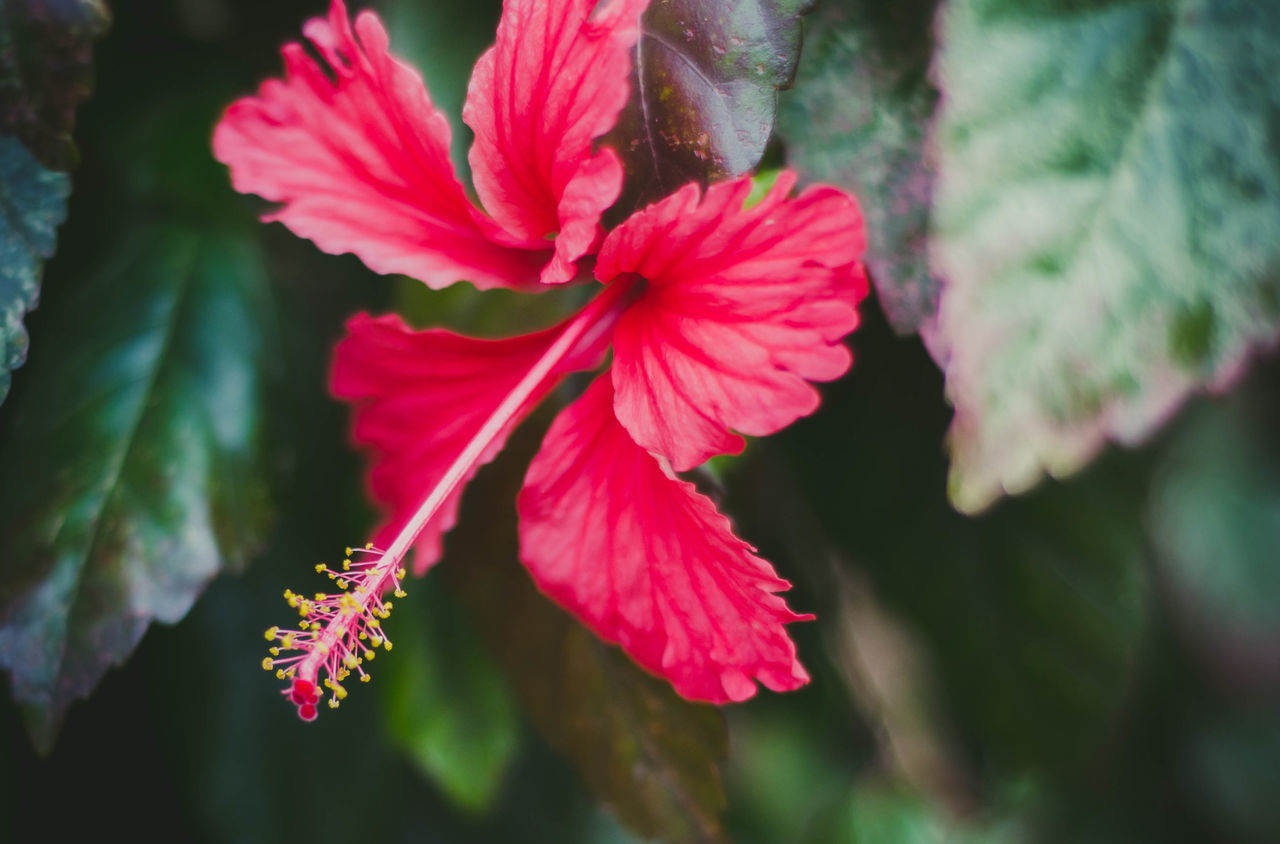 CLOSE-UP OF RED FLOWERING PLANT