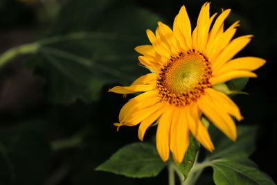 Close-up of yellow flower