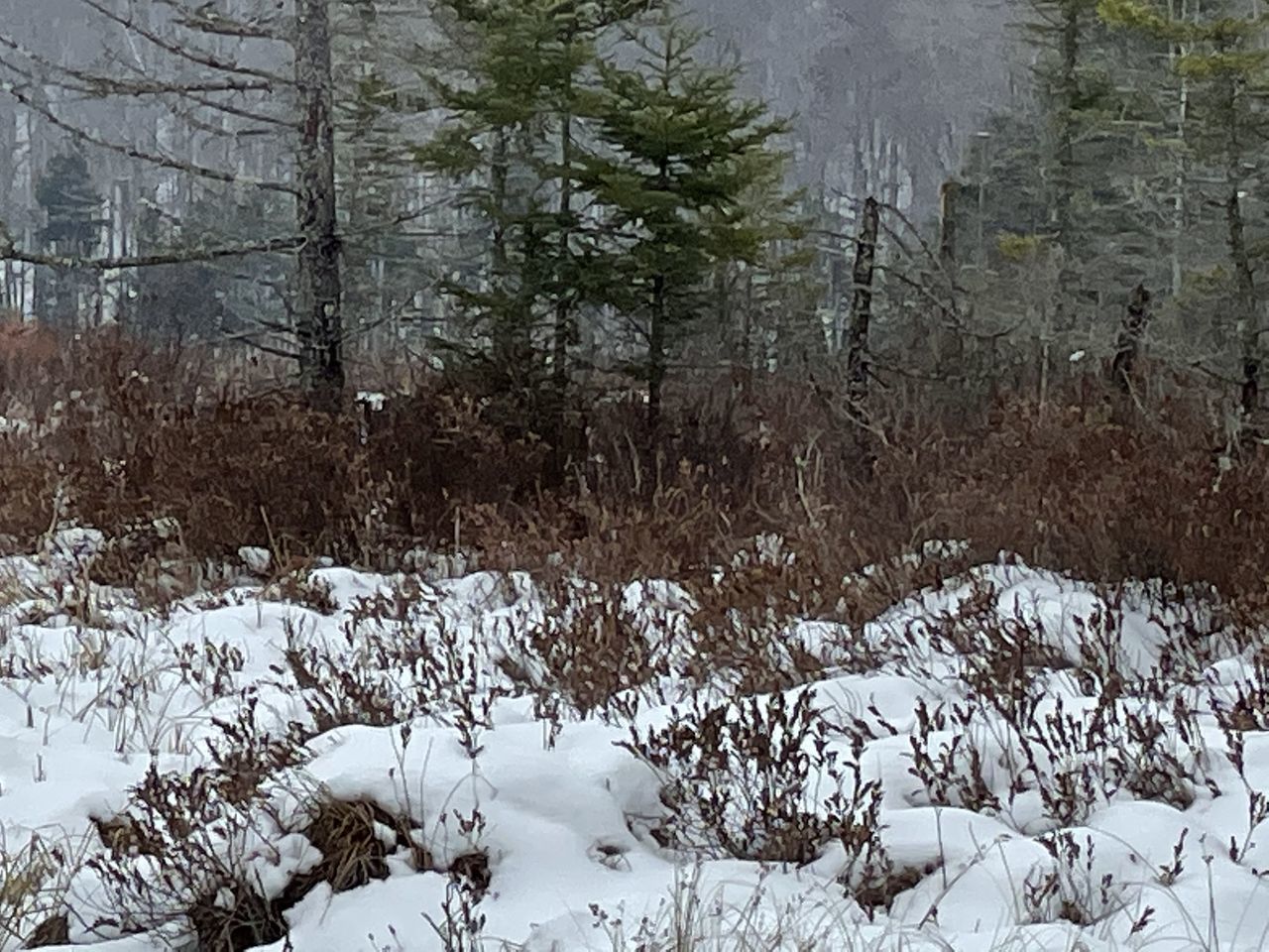 PINE TREES ON SNOW COVERED LAND