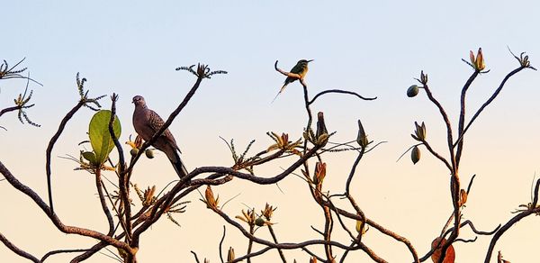 Low angle view of birds perching on branch against sky