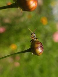 Close-up of insect on plant
