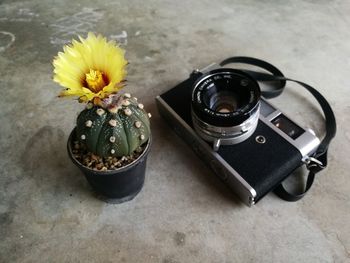 Close-up of flower on table