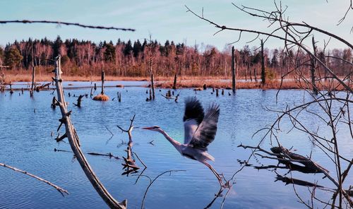 Scenic view of lake against bare trees