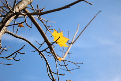 Low angle view of yellow flowers against blue sky