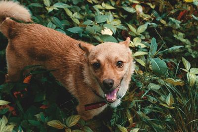 High angle portrait of a dog