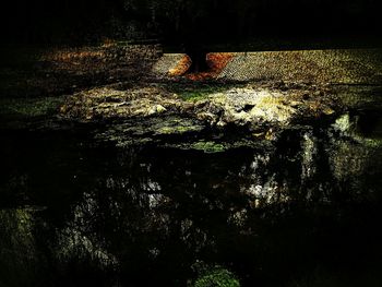 View of trees at night