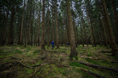 Pine trees in forest