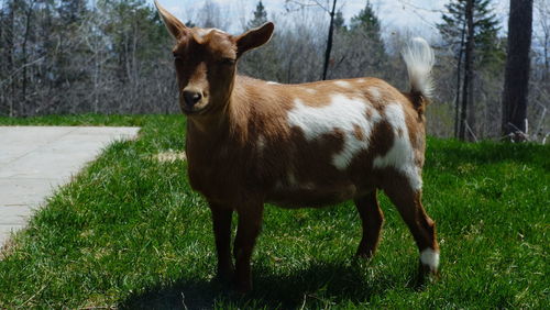 Portrait of a horse standing on field