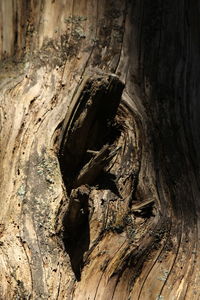Full frame shot of tree trunk