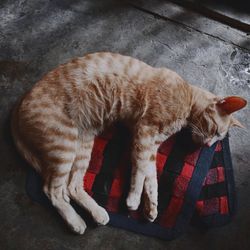 High angle view of cat sleeping on floor