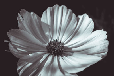 Close-up of white flower blooming against black background