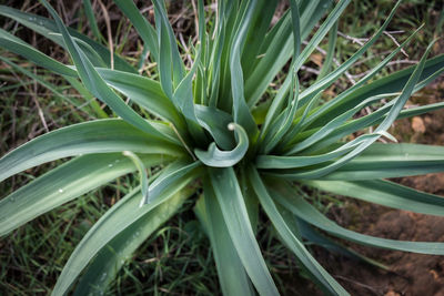 High angle view of plants