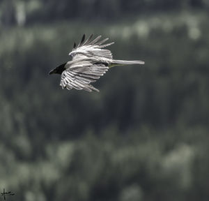 Close-up of bird flying