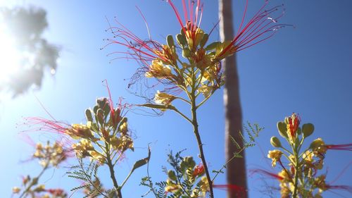 Low angle view of flowering plants against sky