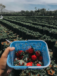 Midsection of person holding manually harvested strawberries in field