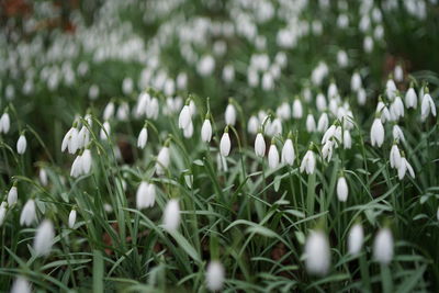 Close-up of white flowering plants on field