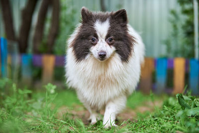 Pomeranian spitz dog in garden. cute pomeranian puppy spitz pom dog, green grass background