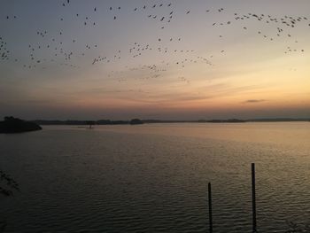 Birds flying over sea against sky during sunset