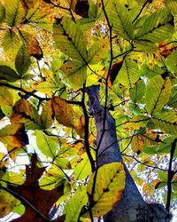 Low angle view of leaves on tree