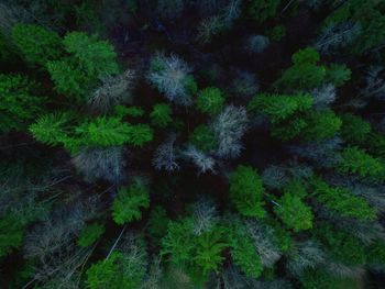 Full frame shot of trees