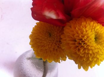 Close-up of yellow flower