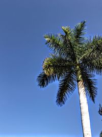 Low angle view of palm tree against clear blue sky