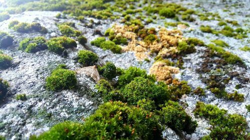 Close-up of plants