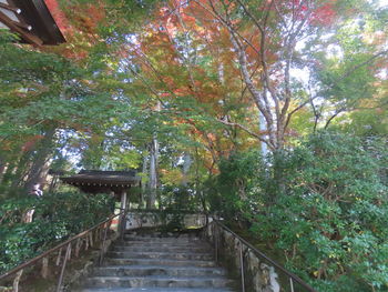 Low angle view of steps amidst trees in forest