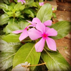 Close-up of pink flowers