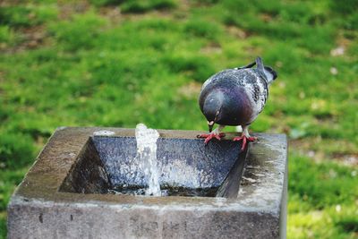 Black bird perching on wood