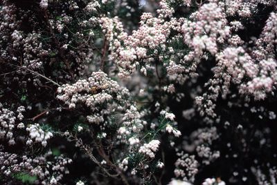 Close-up of flowers on tree