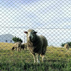Sheep behind a fence