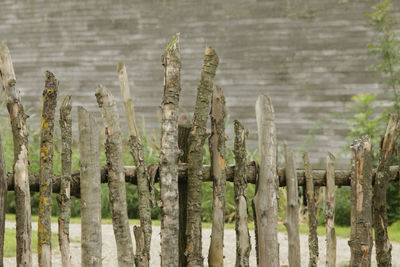 Close-up of plants