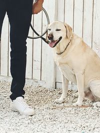 Low section of woman with dog standing on street