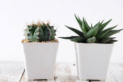 Close-up of cactus plant in pot