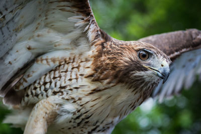 Close-up of falcon flying