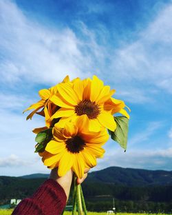 Close-up of sunflower against sky