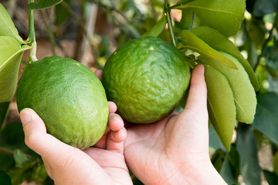 Close-up of hand holding apple