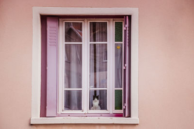 Close-up of cat on window of house